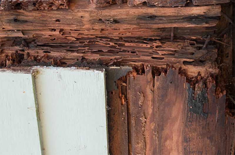 美国房屋白蚁检查-美国住宅的主要建材是木料，白蚁是损坏木质结构的害虫