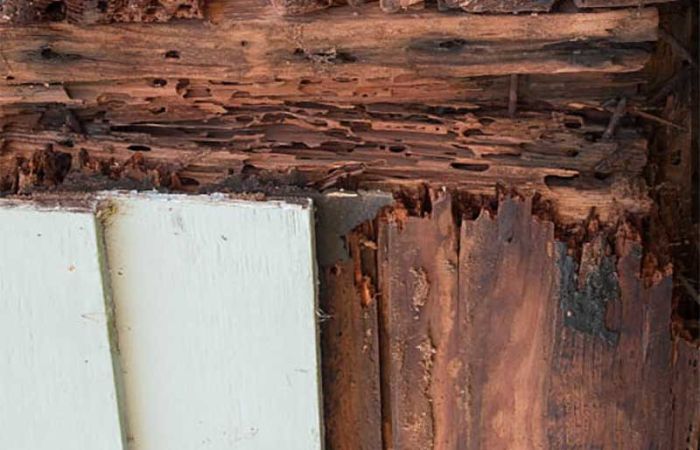 美国房屋白蚁检查