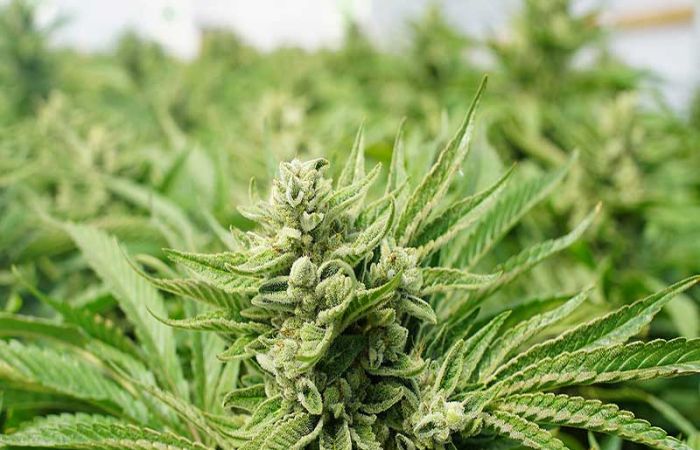 种植大麻的房屋